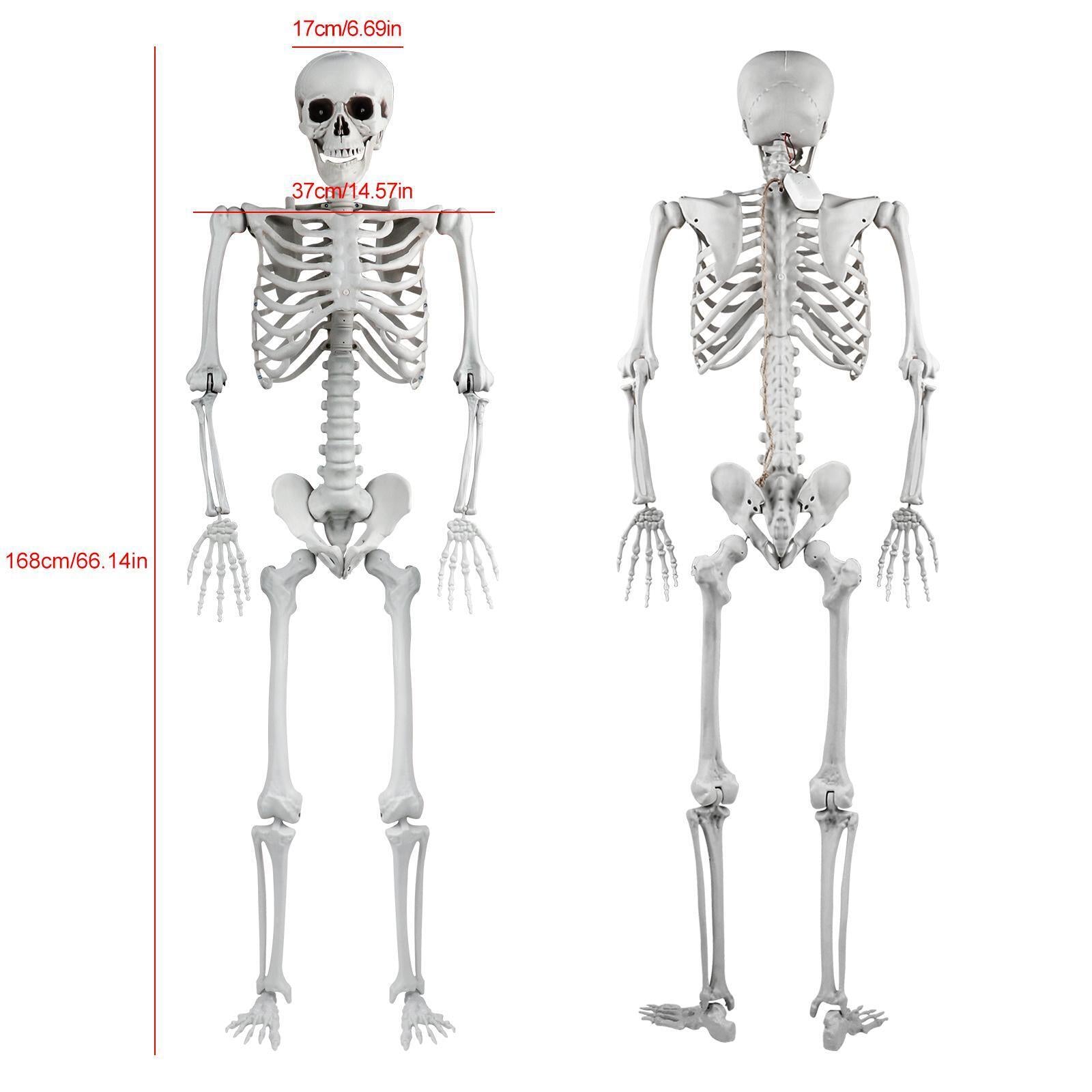 Halloween Skeleton Oversized Poseable Human Full Life Size Party Decor Prop